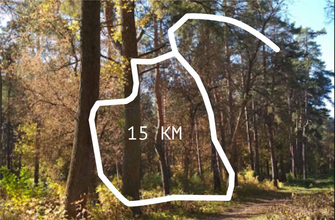 Сосновий парк